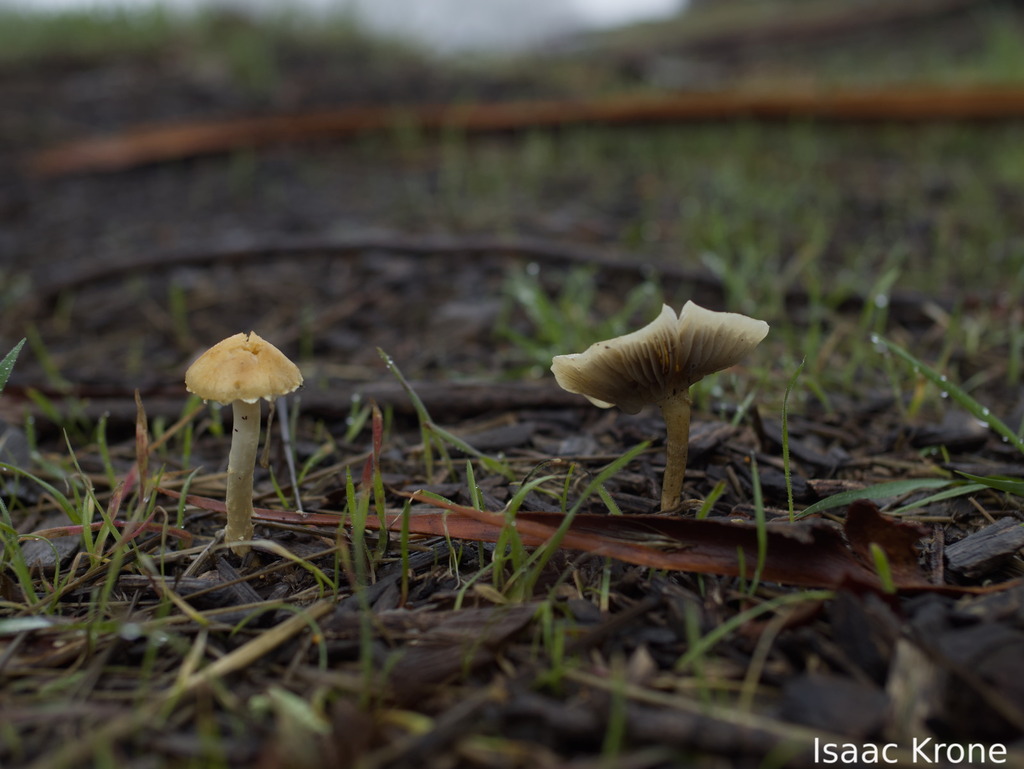 Leratiomyces percevalii · January 2026 · photo: © isaac_krone (iNaturalist, cc-by)