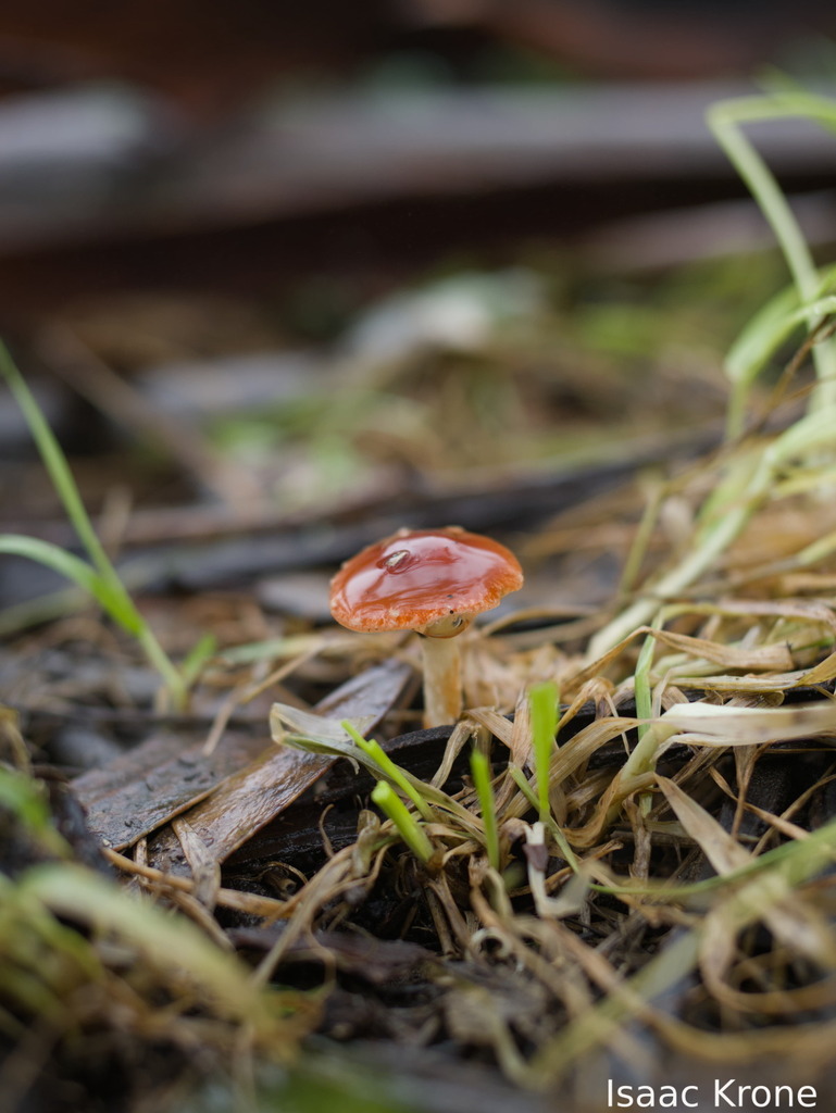 Leratiomyces ceres · January 2026 · photo: © isaac_krone (iNaturalist, cc-by)