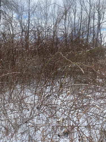 Foto de rosa-multiflora