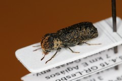 Amphicerus bimaculatus