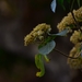 Montanoa tomentosa xanthiifolia - Photo (c) Guillermo SG, some rights reserved (CC BY), uploaded by Guillermo SG