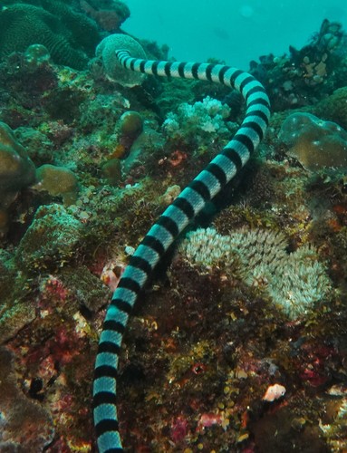 Photo of Banded sea krait (Laticauda colubrina)
