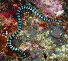 Laticauda colubrina