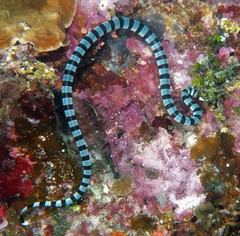 Laticauda colubrina
