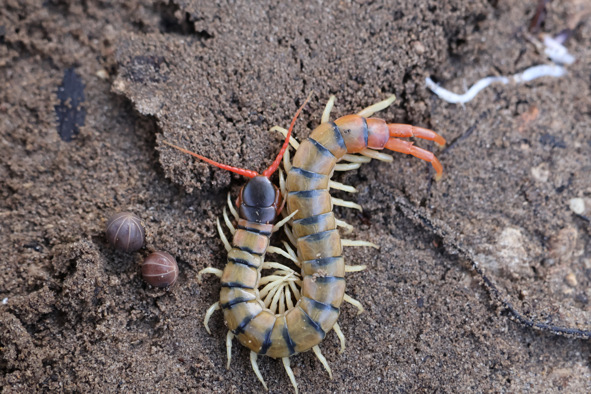 Scolopendra cingulata Latreille, 1829