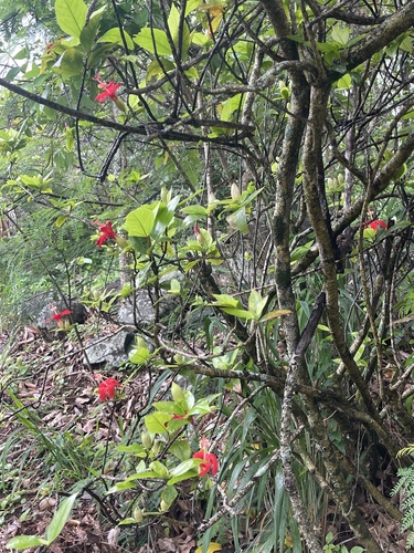 Hibiscus kokio observed 2026-01-04