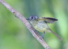 Leptopogon superciliaris