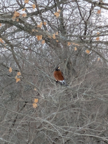 American Robin