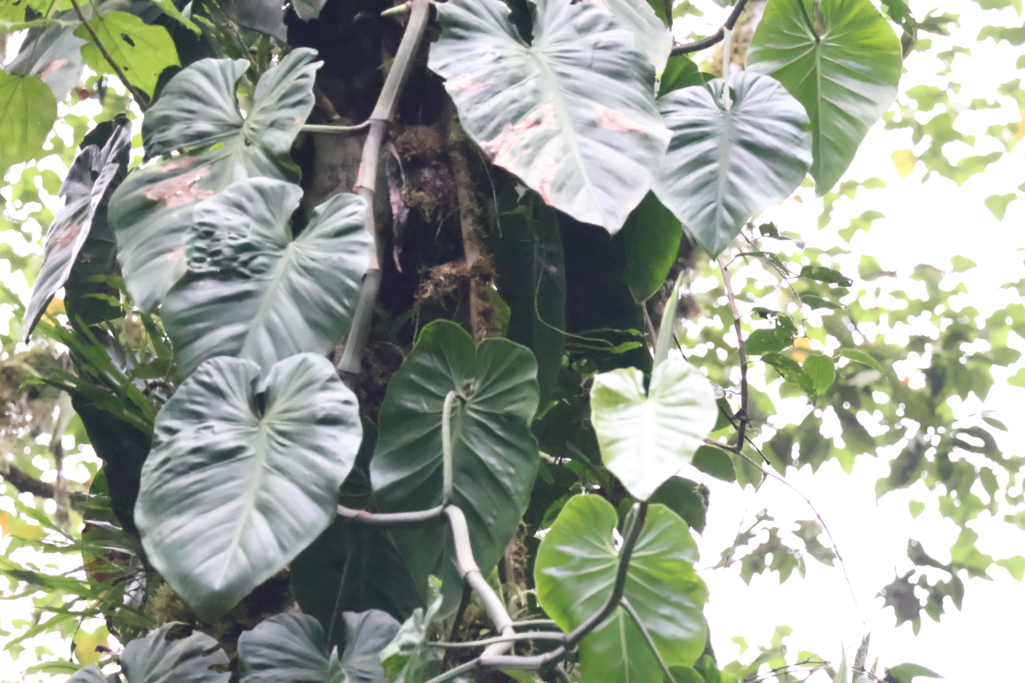 Philodendron Brasil trailing vine