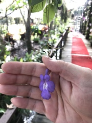 Streptocarpus saxorum
