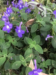 Streptocarpus saxorum