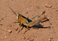Eyprepocnemidinae