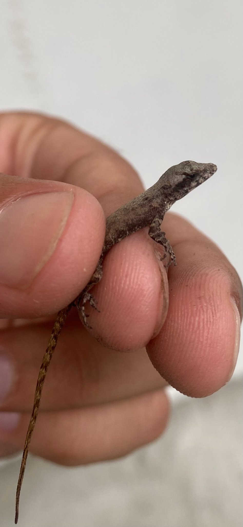 Anolis sagrei Duméril & Bibron, 1837