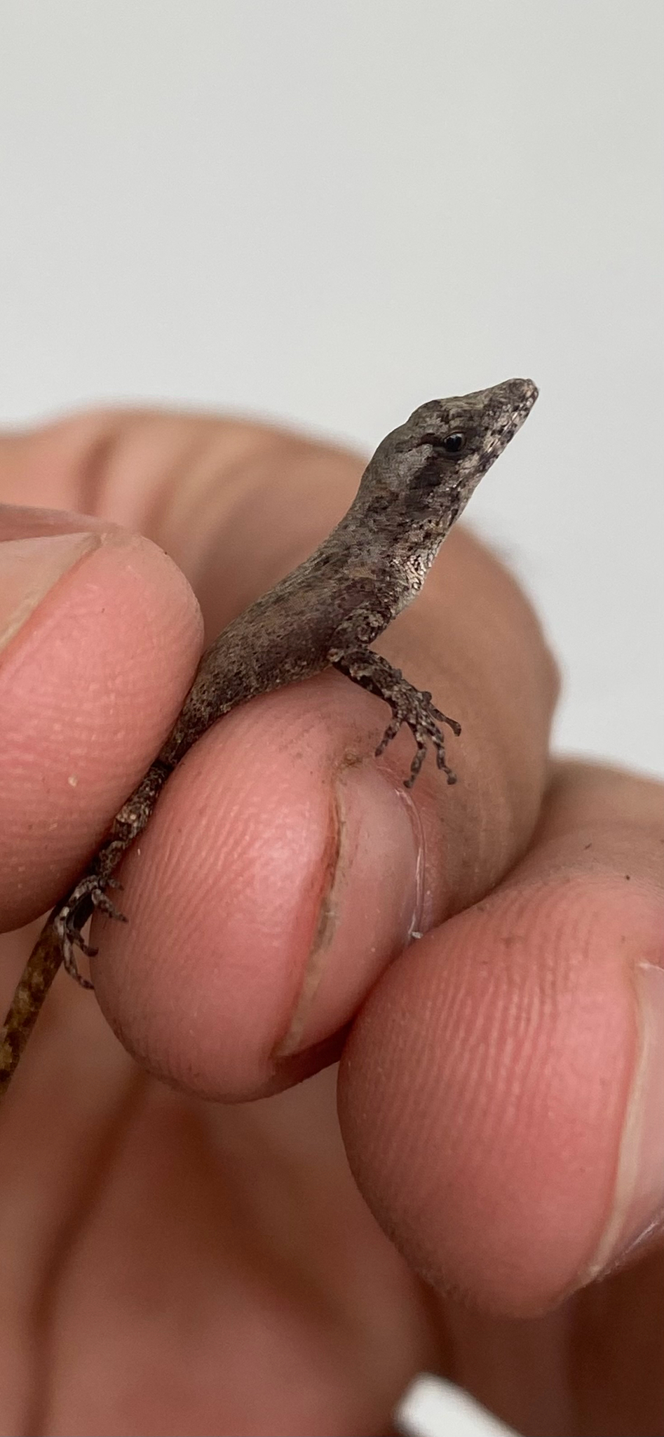 Anolis sagrei Duméril & Bibron, 1837