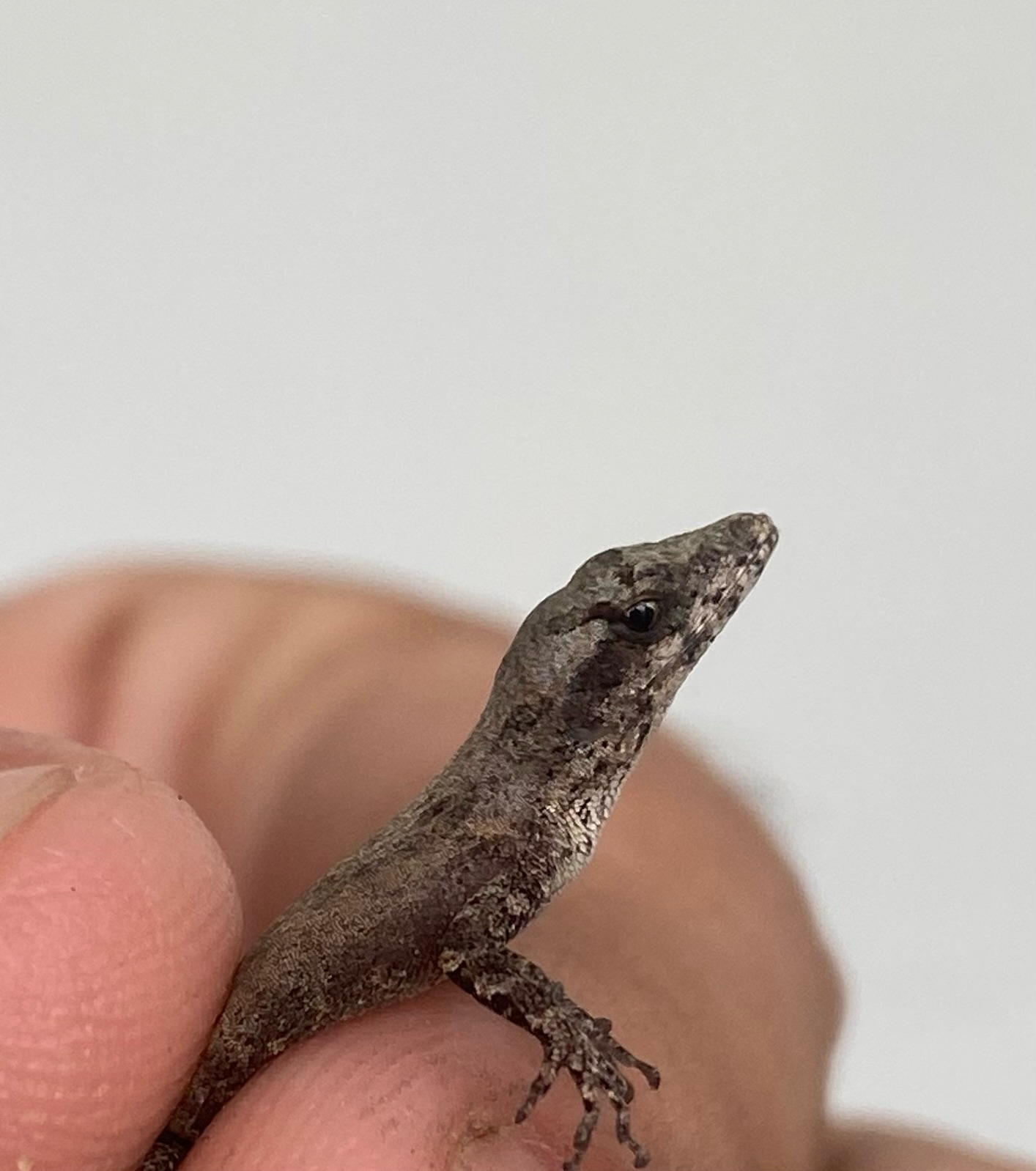 Anolis sagrei Duméril & Bibron, 1837