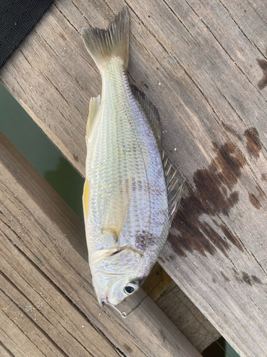 Roughneck Grunt (Haemulopsis corvinaeformis) — Haemulidae