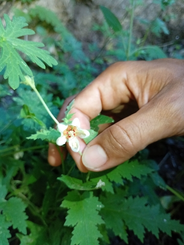 Caiophora cernua (Caiophora cernua)