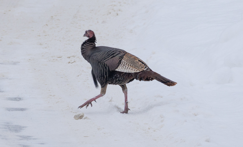 Wild Turkey (Meleagris gallopavo), photo 5