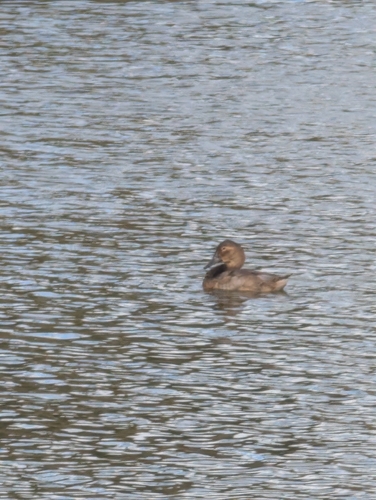 Canvasback (Aythya valisineria), photo 9