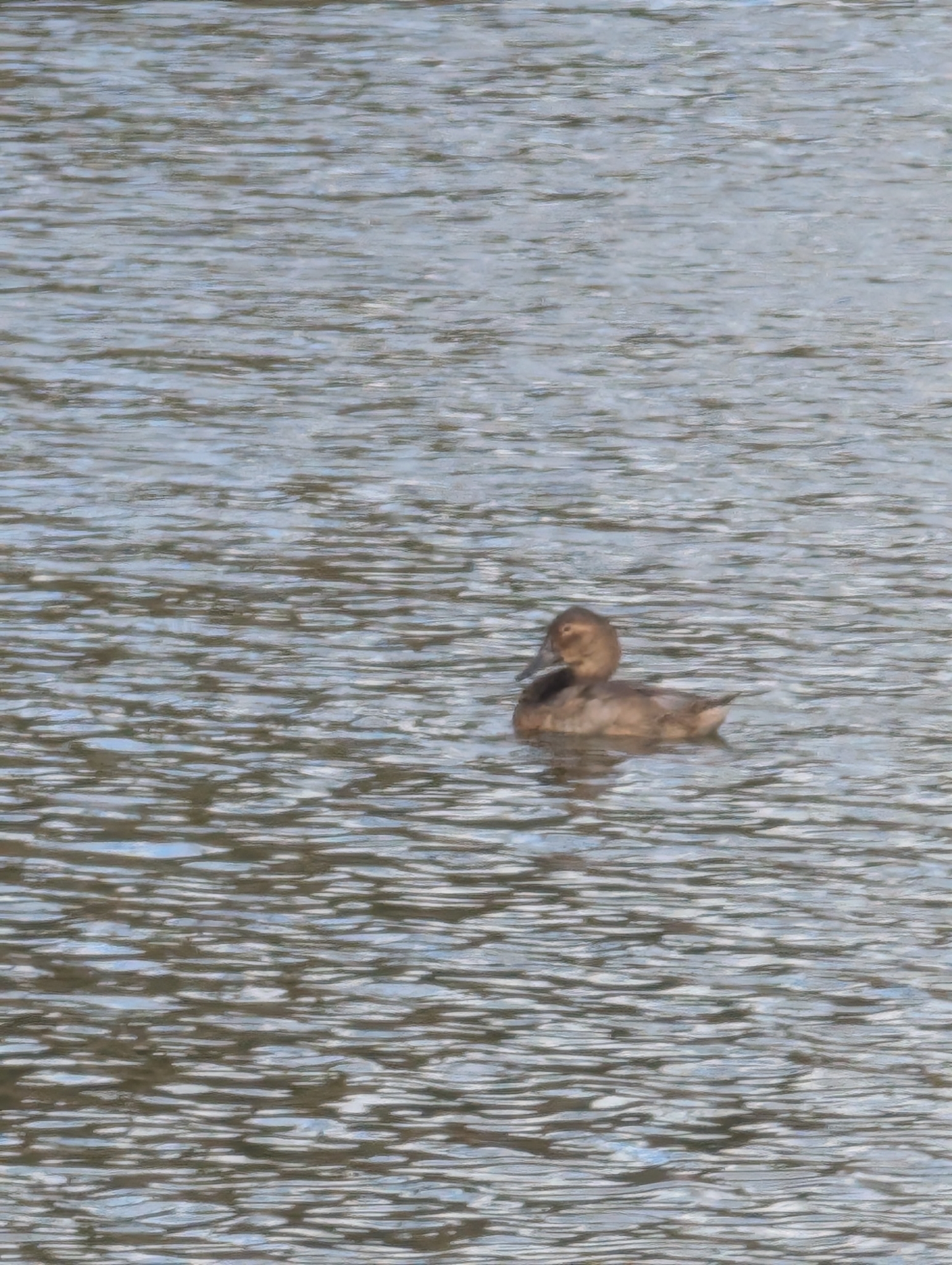 Canvasback (Aythya valisineria), photo 9