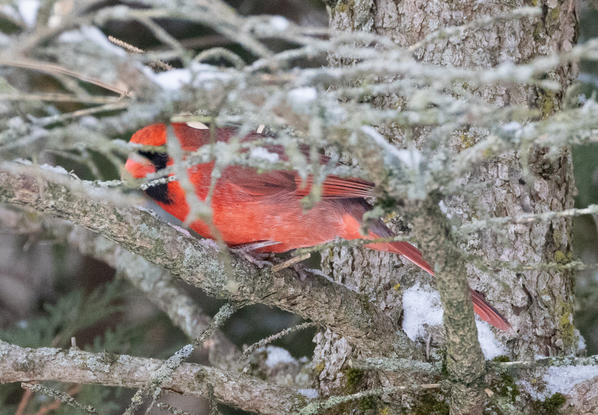 Northern Cardinal (Cardinalis cardinalis), photo 1