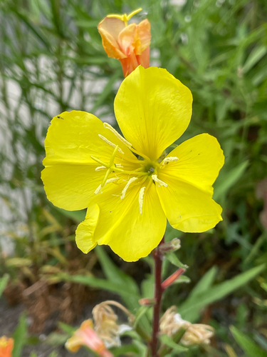 iNaturalist observation photo of tall evening primrose