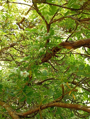 Caiophora cernua (Caiophora cernua)