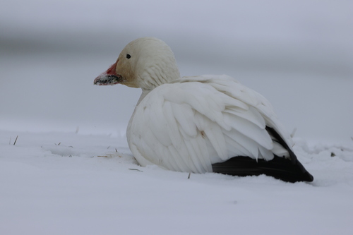 Snow Goose (Anser caerulescens), photo 7