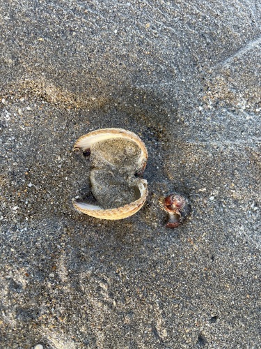Cerastoderma edule