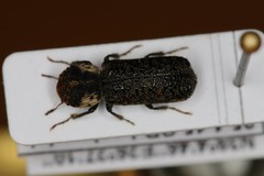 Amphicerus bimaculatus