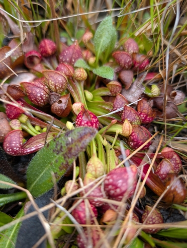 Parrot pitcherplant