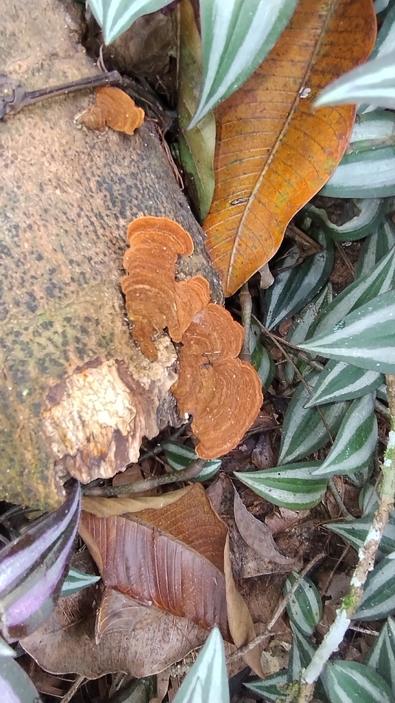 Hymenochaete iodina