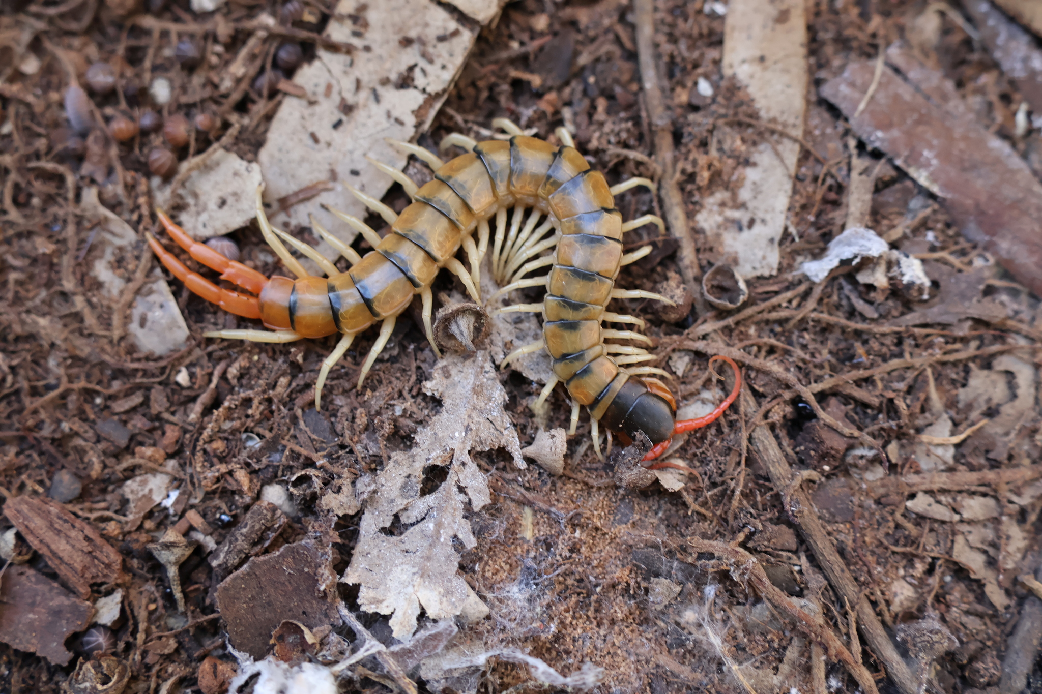 Scolopendra cingulata Latreille, 1829