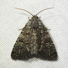 Paramiana smaragdina