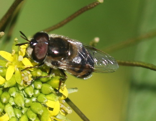 Unknown species found near Cornville, AZ 86325, USA