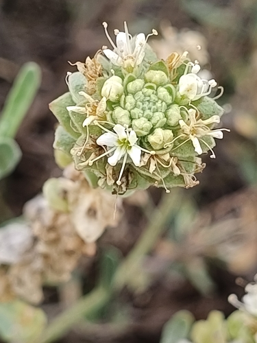 Narrowleaf Sandpaper Plant (Petalonyx linearis)