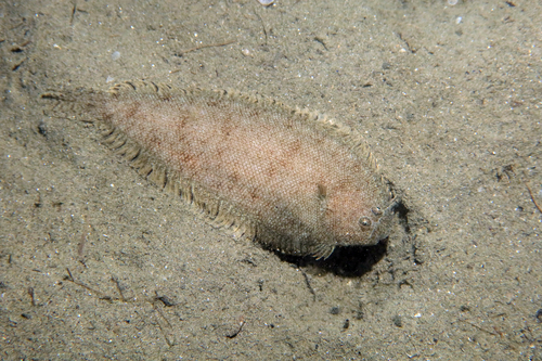 Solenette (Buglossidium luteum) — Soleidae