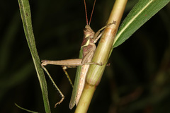 Coryacris angustipennis