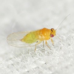 Heteropsylla