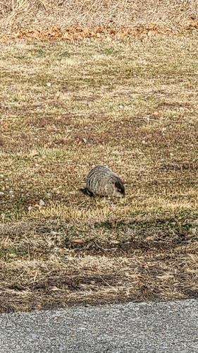 Groundhog observed by eggnad