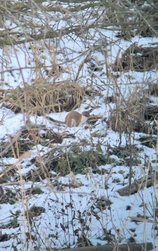 Stoat observed by targetedsurveysttbsg