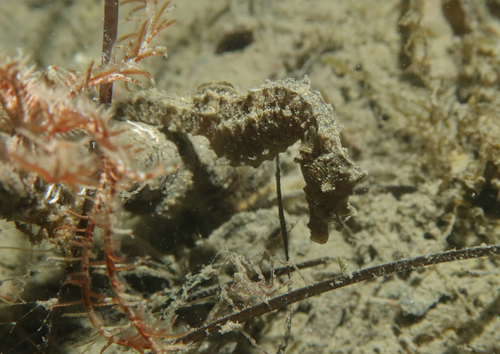 Short-snouted seahorse (Hippocampus hippocampus) — Syngnathidae