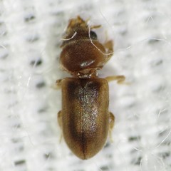 Tropicus pusillus