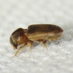 Tropicus pusillus