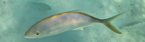 Yellow jack (Carangoides bartholomaei) — Carangidae
