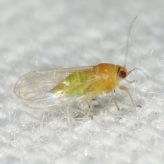 Heteropsylla