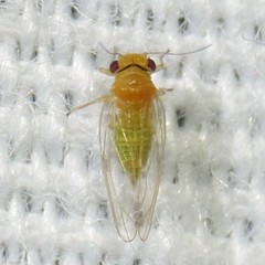 Heteropsylla