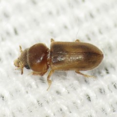 Tropicus pusillus