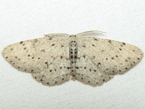 Dotted Gray photo 2
