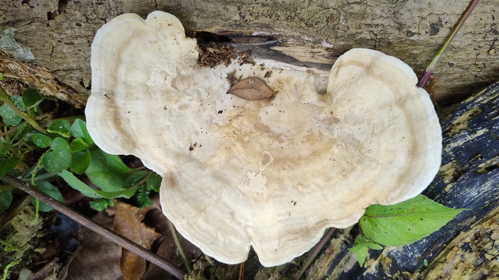 Trametes elegans · December 2025 · photo: © biomartita (iNaturalist, cc-by)